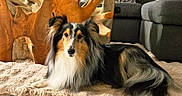 Perle participe au concours pour gagner de l'argent avec cette photo : dog, shetland_sheepdog, pet, indoor, rug, wooden_table, living_room, sofa, couch, tile_floor, furniture, cozy, fur, animal, laying_down, domestic_animal, calm, house, home_interior, decor