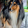 Perle a rejoint le concours — aidez-le/la à gagner de superbes lots ! dog, shetland_sheepdog, long_hair, indoor, tile_floor, pet, animal, portrait, fur, ears, black, brown, white, cute, fluffy, canine, side_view, looking_away, domestic, companion