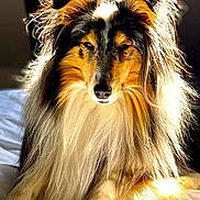 Perle a rejoint le concours — aidez-le/la à gagner de superbes lots ! dog, shetland_sheepdog, bed, sunlight, fur, long_hair, pet, animal, indoor, portrait, canine, fluffy, relaxed, white_bedspread, warm_light, adorable, cute, animal_portrait, companion, domestic_animal