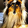 dog, shetland_sheepdog, bed, sunlight, fur, long_hair, pet, animal, indoor, portrait, canine, fluffy, relaxed, white_bedspread, warm_light, adorable, cute, animal_portrait, companion, domestic_animal