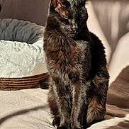 Pistache a rejoint le concours — aidez-le/la à gagner de superbes lots ! cat, black_cat, pet_bed, sunlight, shadow, indoor, feline, animal, soft_texture, cozy, resting, fur, sitting, domestic_cat, cute, quiet, relaxed, home, warm_light, shiny_fur