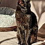cat, black_cat, pet_bed, sunlight, shadow, indoor, feline, animal, soft_texture, cozy, resting, fur, sitting, domestic_cat, cute, quiet, relaxed, home, warm_light, shiny_fur