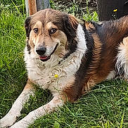 Macie is registered to the contest to win money with this photo: animal, beagle, canine, collie, dog, goldenretriever, grass, hound, husky, jar, lawn, pet, plant, planter, pottedplant, pottery, puppy, soil, vase, wood