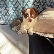 Akoune participe au concours pour gagner de l'argent avec cette photo : animal, bed, blanket, blue_eyes, brown_and_white, cozy, cute, dog, domestic_animal, furry, indoor, patterned_wall, pet, pillow, puppy, resting, shadow, small, sunlight, young_dog