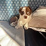 animal, bed, blanket, blue_eyes, brown_and_white, cozy, cute, dog, domestic_animal, furry, indoor, patterned_wall, pet, pillow, puppy, resting, shadow, small, sunlight, young_dog