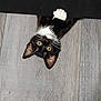 Raven is registered to the contest to win money with this photo: animal, black_and_white, cat, curious, cute, domestic_cat, ears, feline, floor, indoor, kitten, looking_up, paw, peeking, pet, playful, small, whiskers, wooden_floor, young_cat