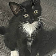 Raven is registered to the contest to win money with this photo: animal, black_and_white, cat, closeup, curious, cute, ears, eyes, feline, floor, indoor, kitten, pet, portrait, sitting, whiskers, white_chest, white_paws, wooden_floor, young