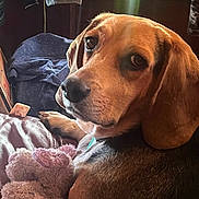 Nugget is registered to the contest to win money with this photo: beagle, blanket, close_up, collar, couch, dog, eyes, fur, id_tag, indoors, lens_flare, looking_at_camera, nose, paw, pet, portrait, stuffed_animal, sunlight, toy, whiskers