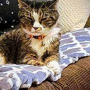 Blizzard is registered to the contest to win money with this photo: animal, bell, blanket, cat, collar, couch, cozy, cute, domestic, feline, fur, home, indoor, pet, pillow, relaxed, resting, sleepy, tabby, whiskers