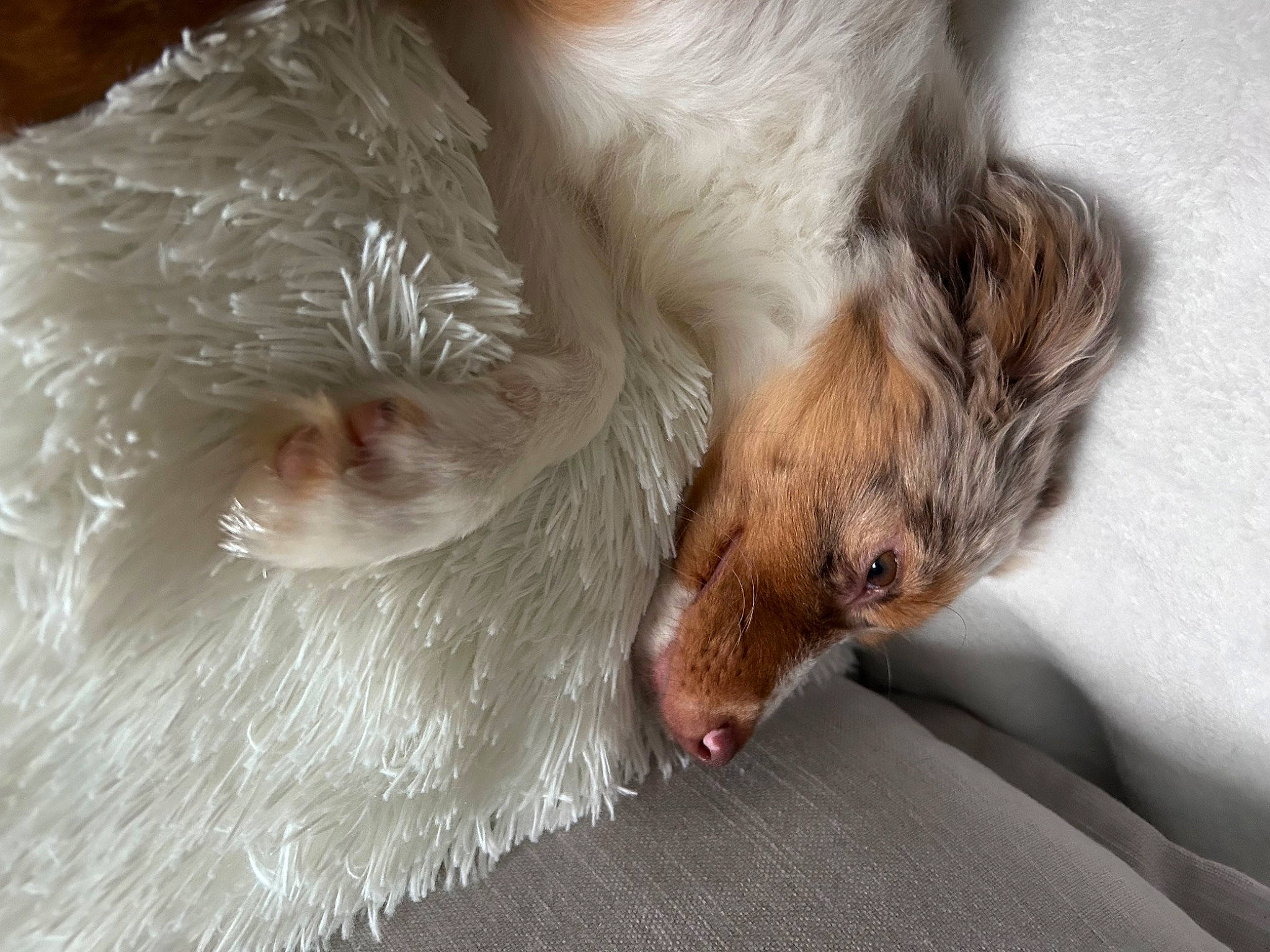 Maïori participe au concours pour gagner de l'argent avec cette photo : canidae, carnivore, claw, comfort, companion_dog, dog, dog_breed, fawn, felidae, foot, fur, marsupial, nap, paw, rodent, small_to_medium_sized_cats, snout, sporting_group, tail, whiskers