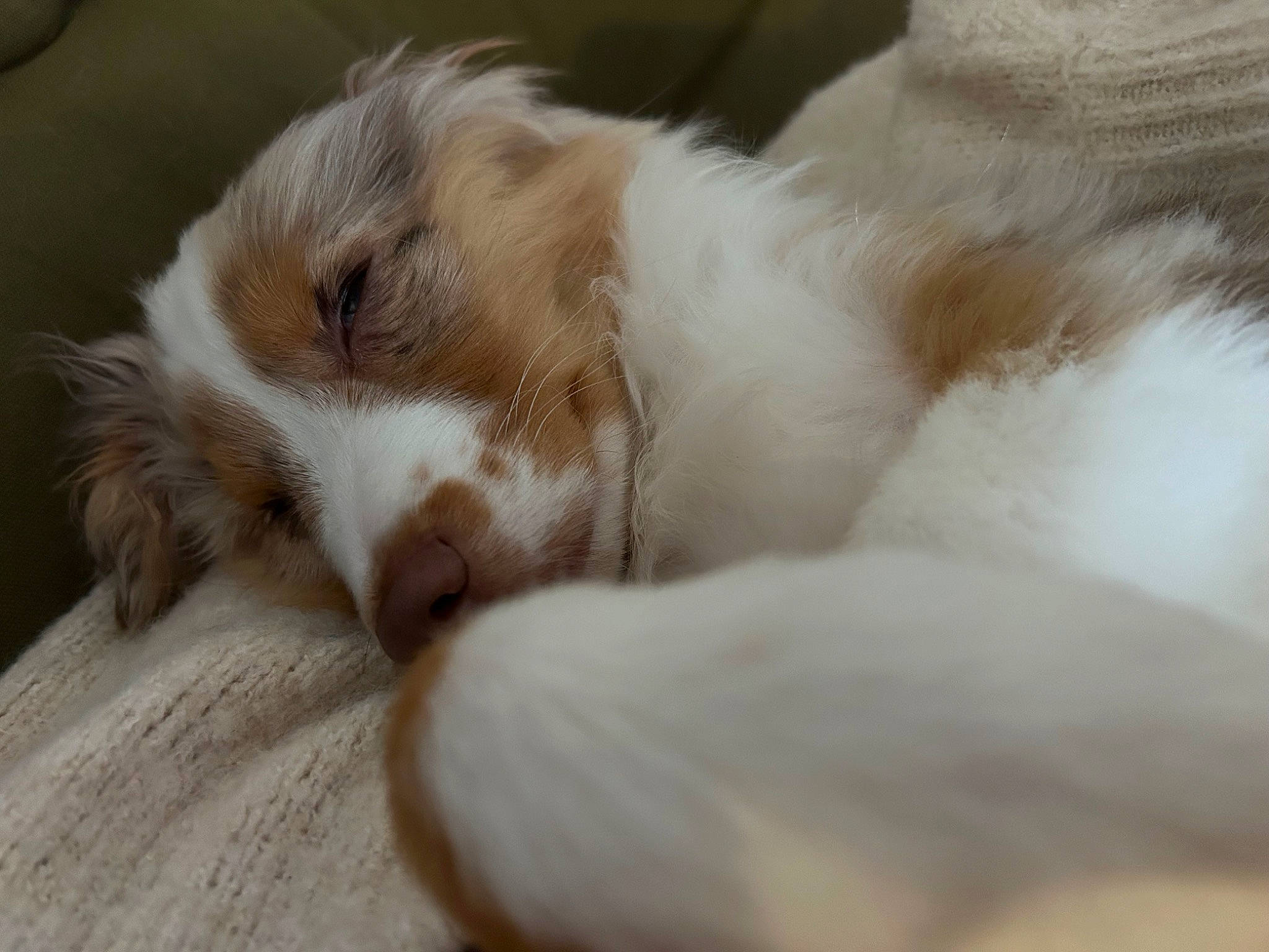 Maïori participe au concours pour gagner de l'argent avec cette photo : canidae, carnivore, cat, claw, close_up, comfort, companion_dog, dog_breed, ear, fawn, felidae, fur, nap, paw, sleep, small_to_medium_sized_cats, snout, sporting_group, terrestrial_animal, whiskers