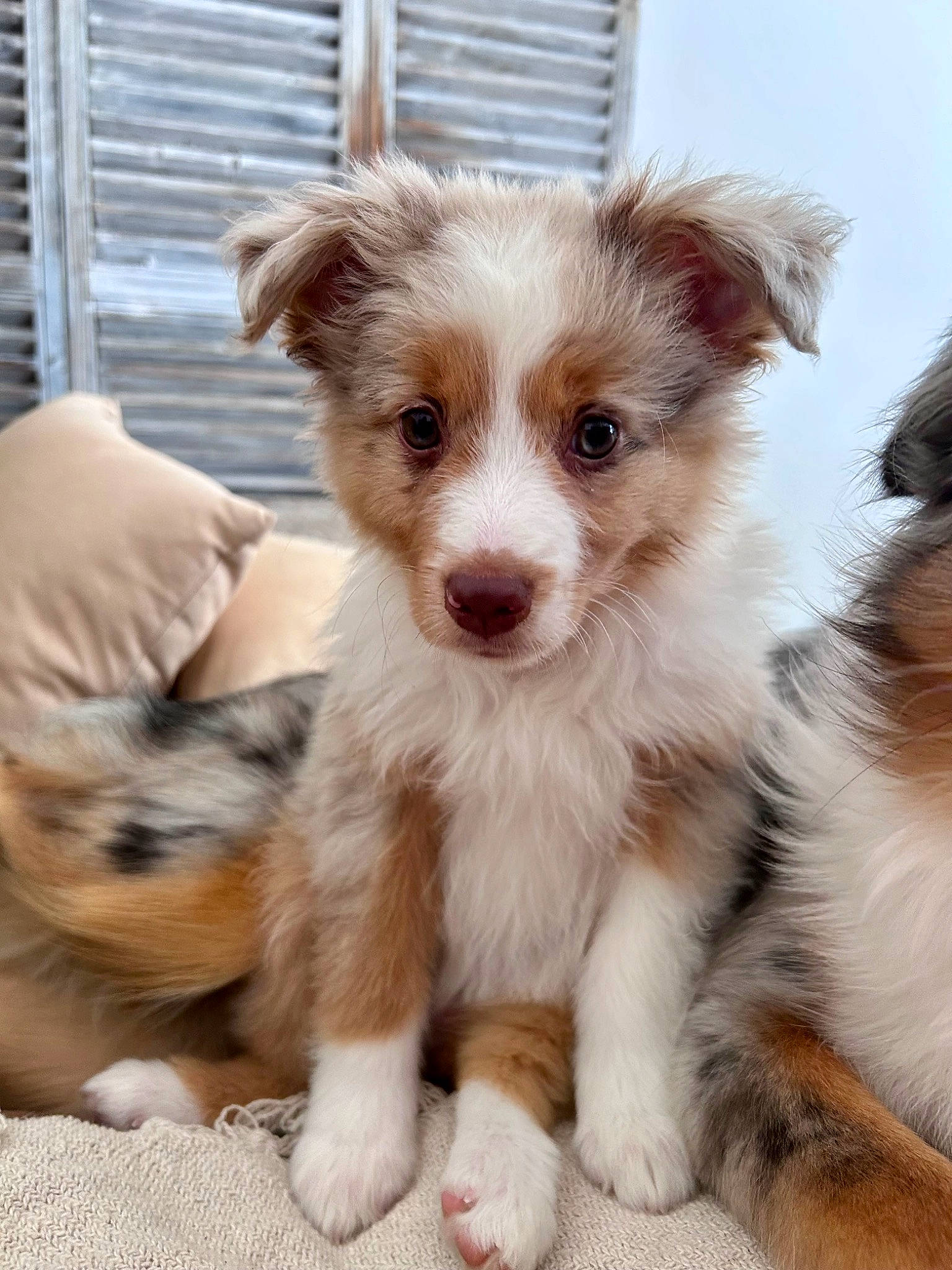 Maïori a rejoint le concours — aidez-le/la à gagner de superbes lots ! australian_collie, australian_shepherd, bored, canidae, carnivore, companion_dog, dog, dog_breed, fawn, fur, miniature_australian_shepherd, puppy, snout, sporting_group, terrestrial_animal, toy_dog, whiskers, window_blind, working_animal, working_dog