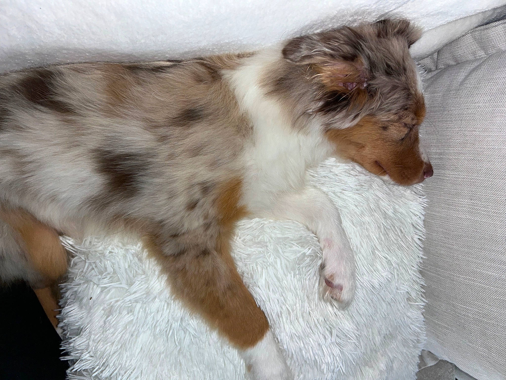 Maïori a rejoint le concours — aidez-le/la à gagner de superbes lots ! australian_collie, canidae, carnivore, claw, companion_dog, dog, dog_breed, fawn, felidae, fur, liver, paw, small_to_medium_sized_cats, snout, sporting_group, tail, terrestrial_animal, whiskers, wildlife, working_animal