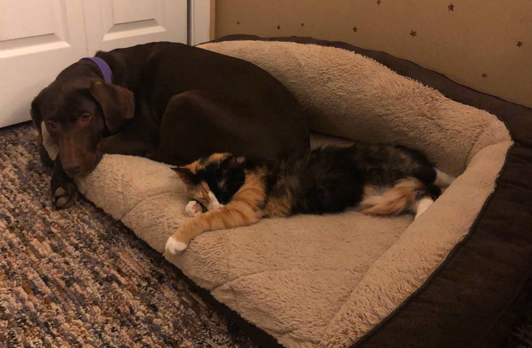 Jubilee is registered to the contest to win money with this photo: canidae, carnivore, cat, comfort, companion_dog, dog, dog_bed, dog_breed, felidae, fur, furniture, nap, paw, puppy, puppy_love, sleep, small_to_medium_sized_cats, sporting_group, tail, whiskers