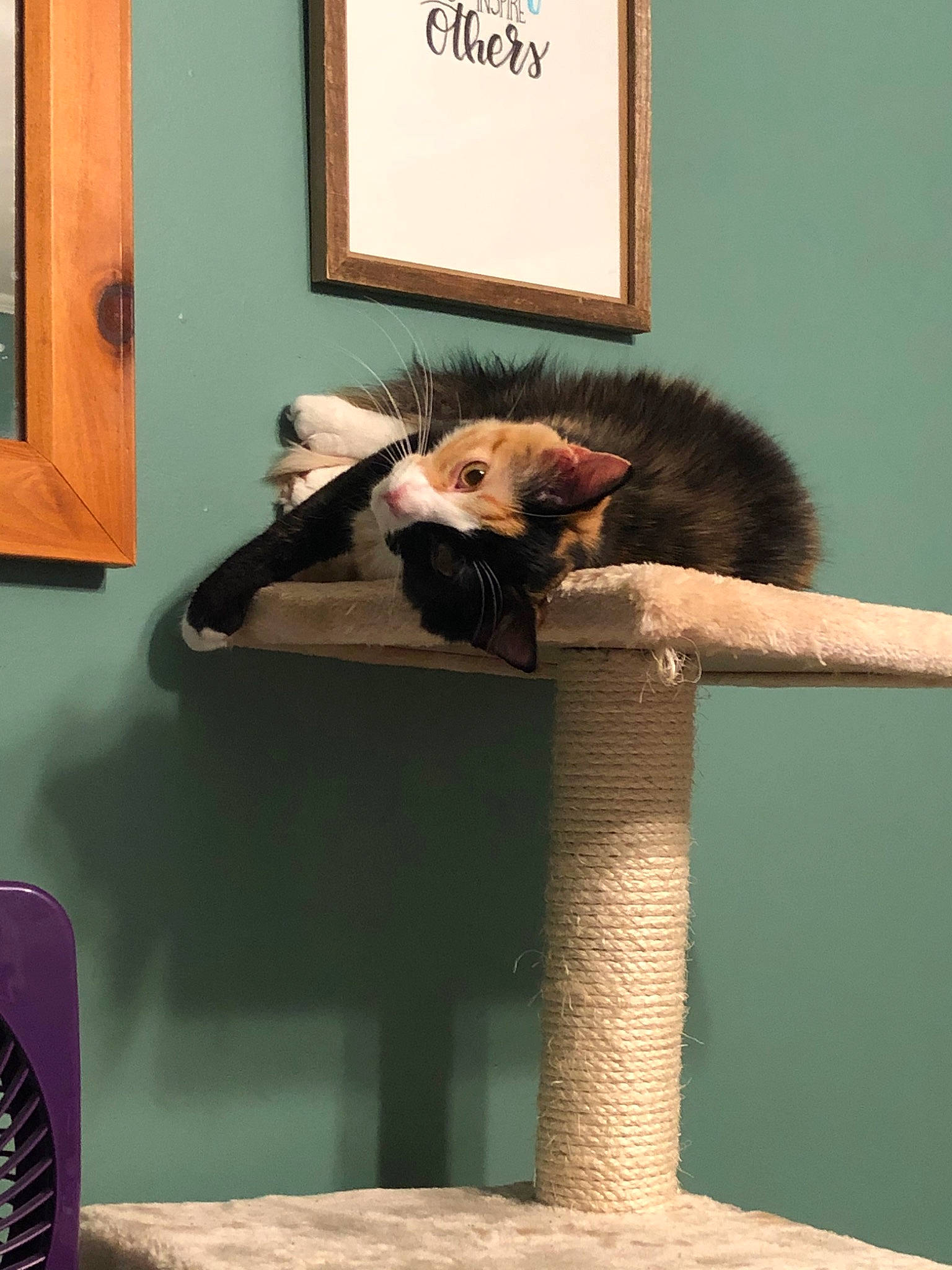 Jubilee is registered to the contest to win money with this photo: carnivore, cat, felidae, room, small_to_medium_sized_cats, whiskers