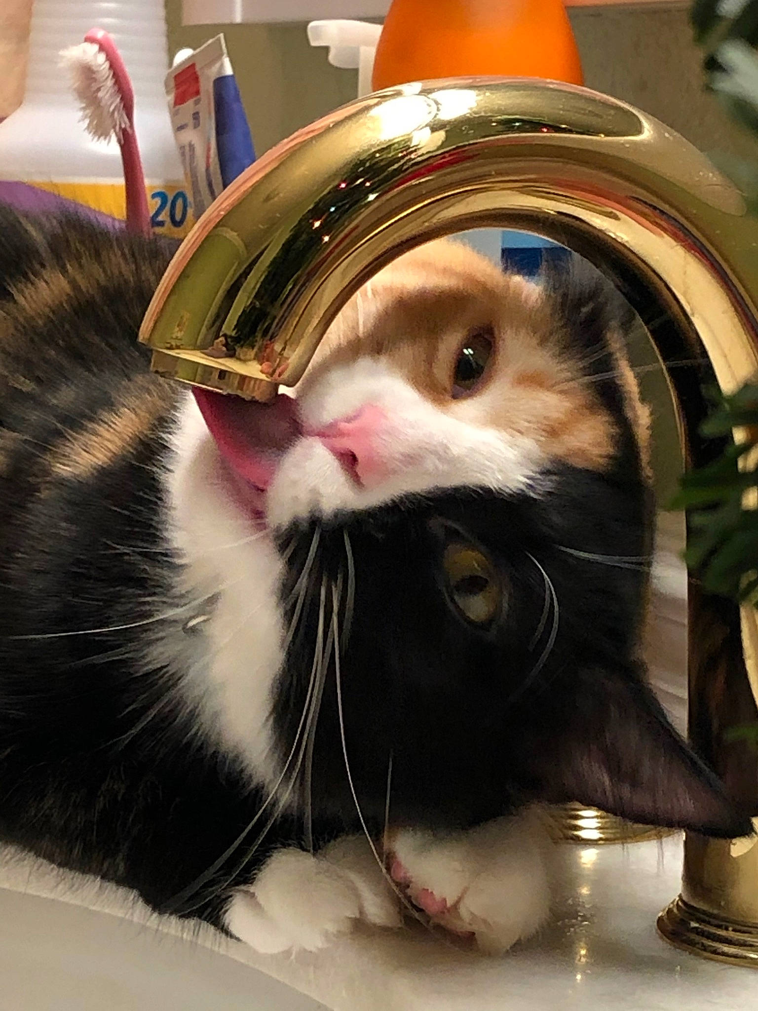 Jubilee joined the competition — help win amazing prizes! carnivore, cat, felidae, fur, kitten, small_to_medium_sized_cats, snout, whiskers