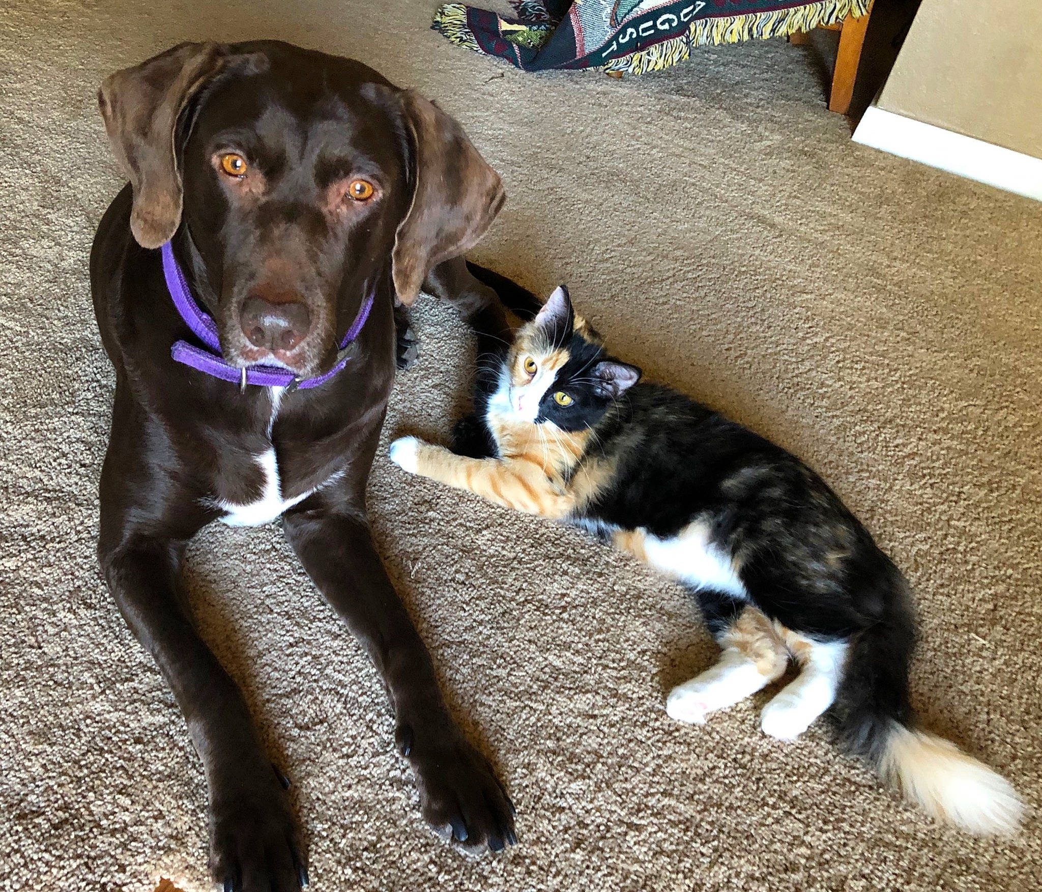 Jubilee joined the competition — help win amazing prizes! beagador, borador, canidae, carnivore, cat, dog, dog_breed, eurohound, felidae, fur, kitten, labrador_retriever, mammal, paw, puppy, small_to_medium_sized_cats, sporting_group, tail, whiskers