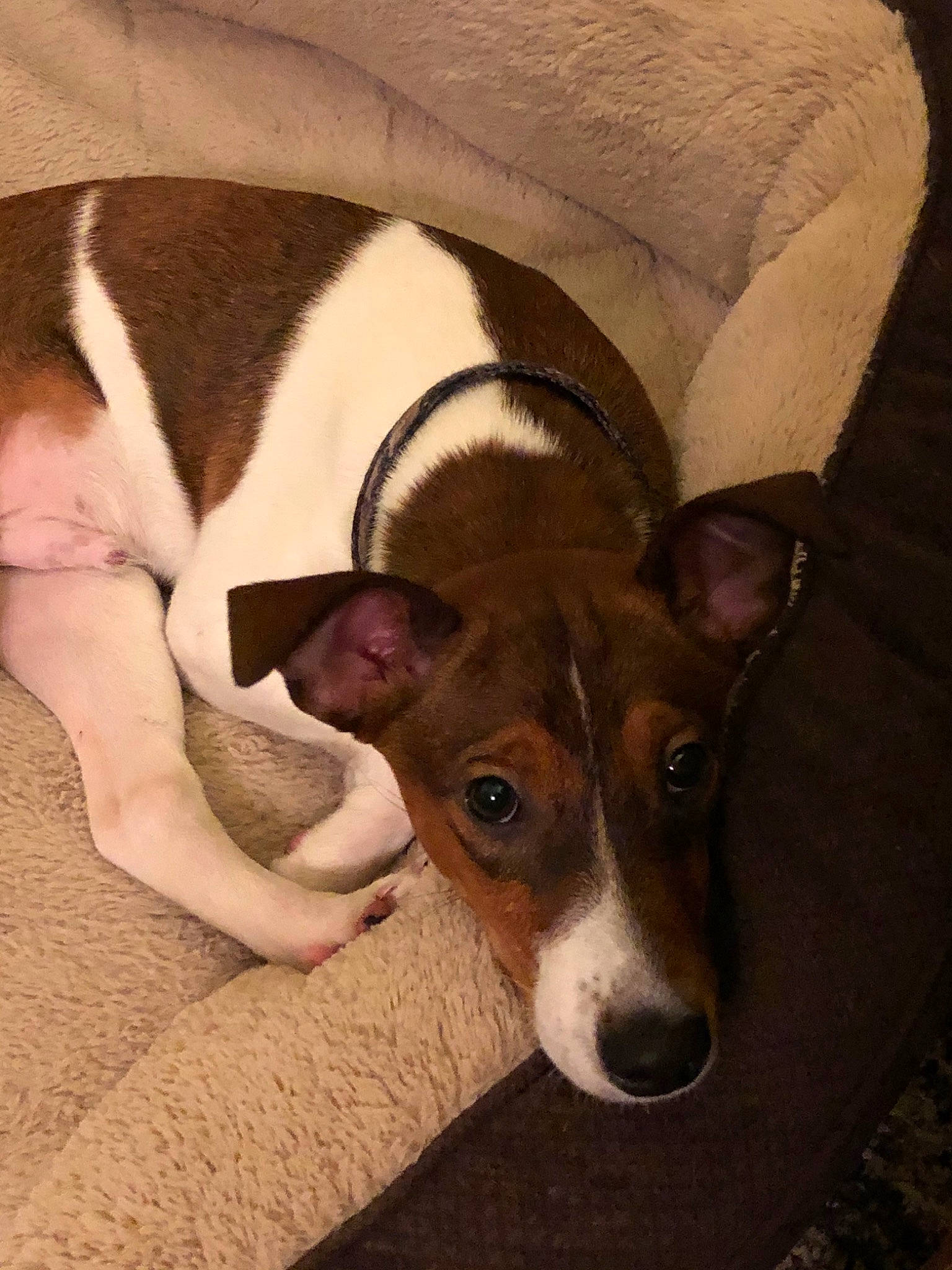 Leo joined the competition — help win amazing prizes! canidae, carnivore, dog, dog_breed, ear, fawn, feist, fox_terrier, irishjacks, mammal, miniature_fox_terrier, rat_terrier, smooth_fox_terrier, snout, teddy_roosevelt_terrier, tenterfield_terrier, toy_fox_terrier, vertebrate