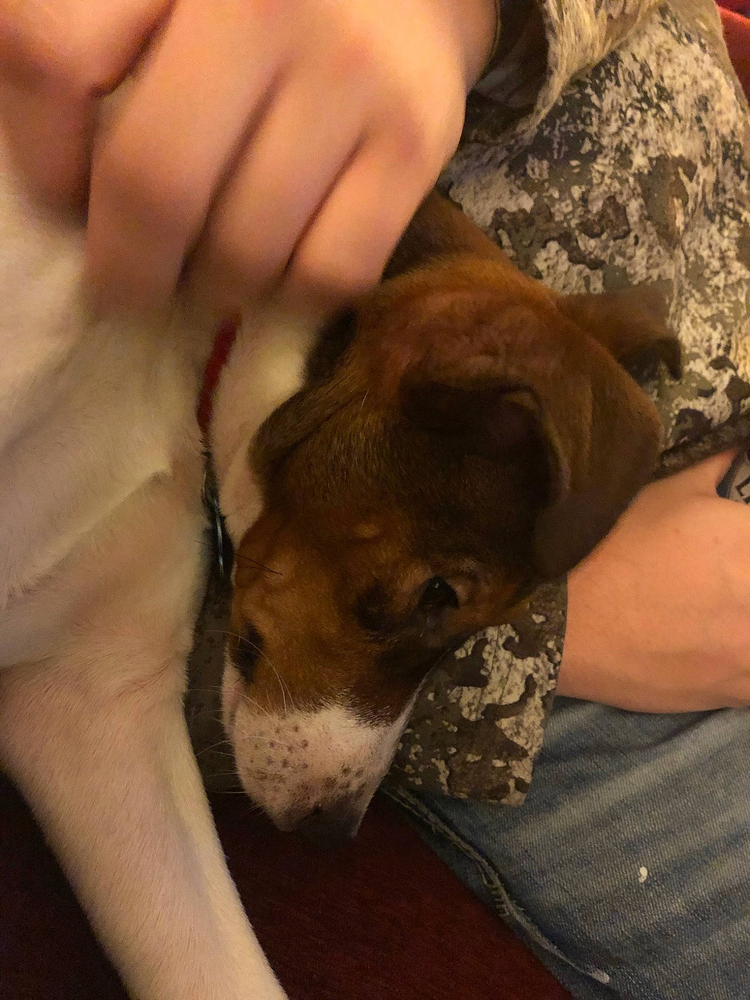 Leo joined the competition — help win amazing prizes! american_pit_bull_terrier, canidae, carnivore, dog, dog_breed, fawn, pit_bull, puppy, puppy_love, sporting_group