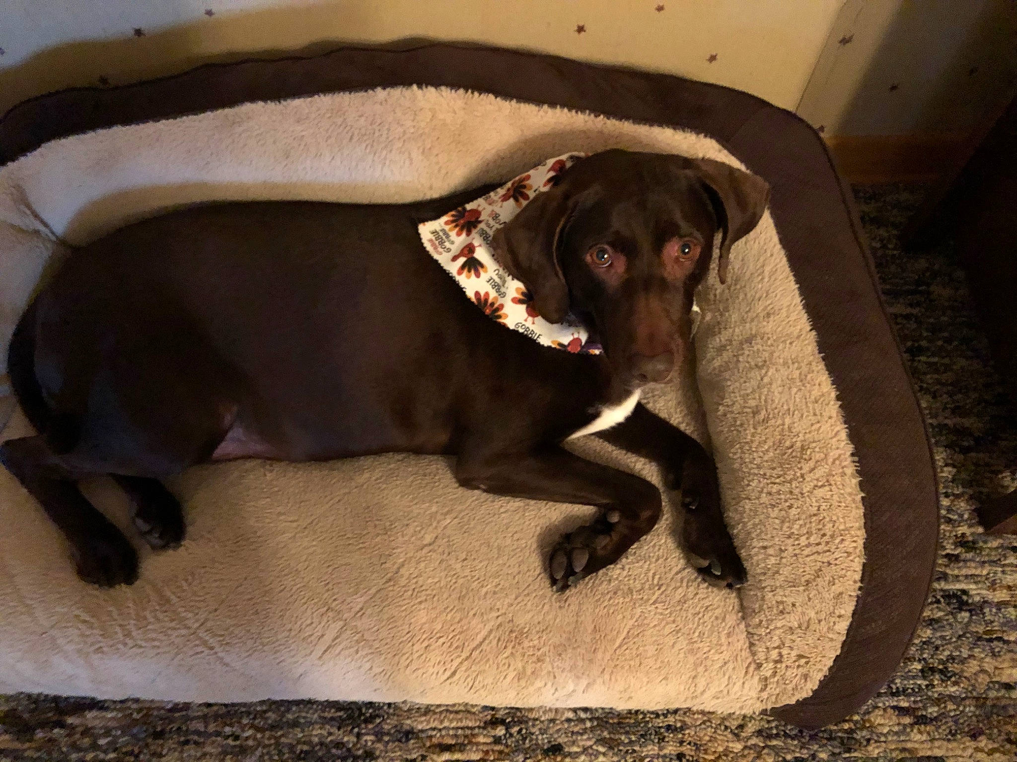 Kate joined the competition — help win amazing prizes! beagador, borador, canidae, carnivore, companion_dog, dog, dog_bed, dog_breed, german_shorthaired_pointer, labrador_retriever, liver, pointer, pointing_breed, snout, sporting_group