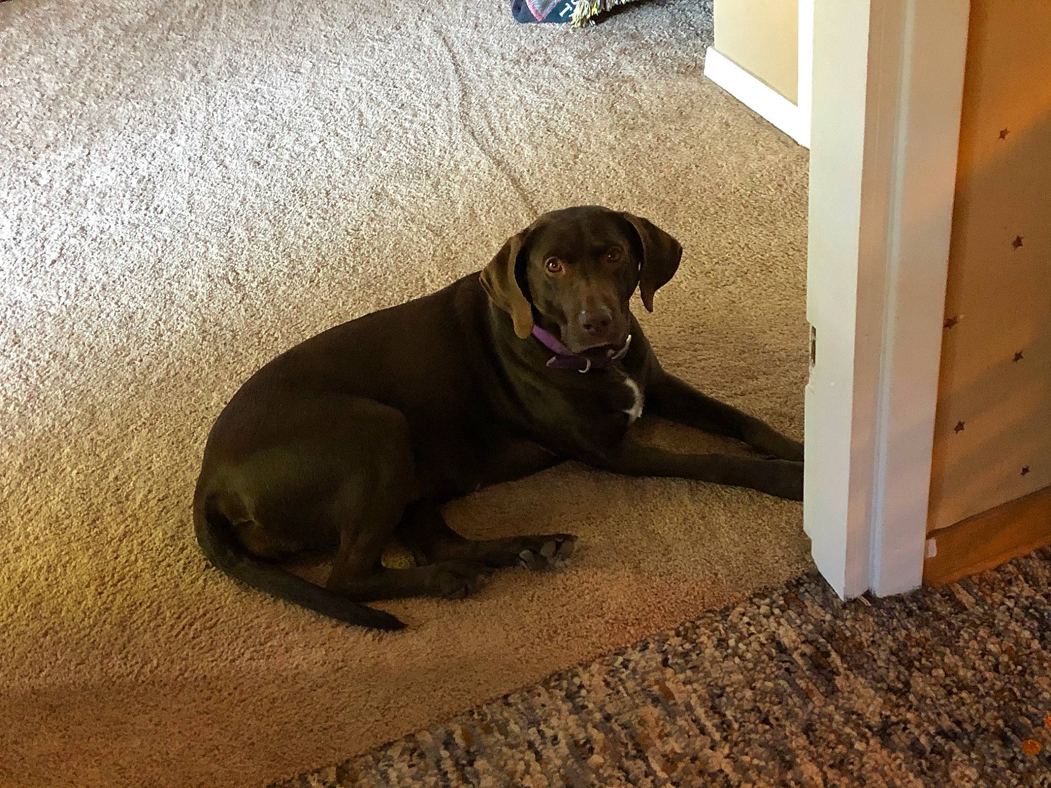 Kate is registered to the contest to win money with this photo: beagador, canidae, carnivore, companion_dog, dog, dog_breed, fawn, floor, flooring, guard_dog, hardwood, labrador_retriever, puppy, snout, sporting_group, tile, wood