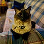 cat, siamese, pet, animal, indoor, couch, plaid, furniture, collar, tag, fur, whiskers, domestic, cute, relaxed, mammal, living_room, cozy, portrait, sitting