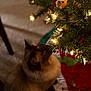 cat, christmas_tree, ornaments, lights, indoor, carpet, decorations, holiday, festive, feline, curious, brown_cat, tree_skirt, greenery, close_up, pet, animal, soft_light, cozy, celebration