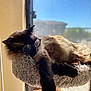 cat, siamese_cat, glasses, window, sunlight, indoor, pet, feline, lounging, cozy, perch, fur, relaxed, daylight, animal, domestic, blurred_background, resting, cute, sleepy