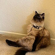 Cosette joined the competition — help win amazing prizes! cat, siamese_cat, feline, pet, indoor, carpet, wall, collar, relaxed, sitting, fluffy, fur, tail, animal, cute, domestic_animal, whiskers, ears, looking_up, resting