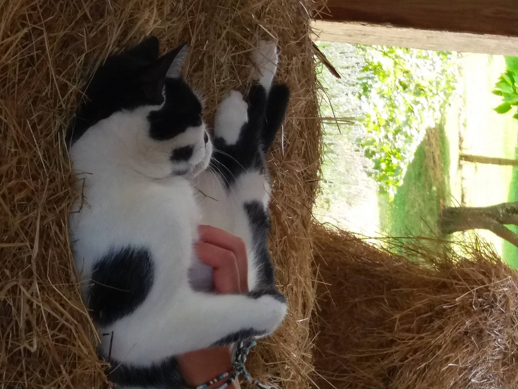 Gus Gus a rejoint le concours — aidez-le/la à gagner de superbes lots ! carnivore, cat, domestic_short_haired_cat, felidae, fur, grass, natural_material, paw, plant, small_to_medium_sized_cats, tail, tree, twig, whiskers, wood