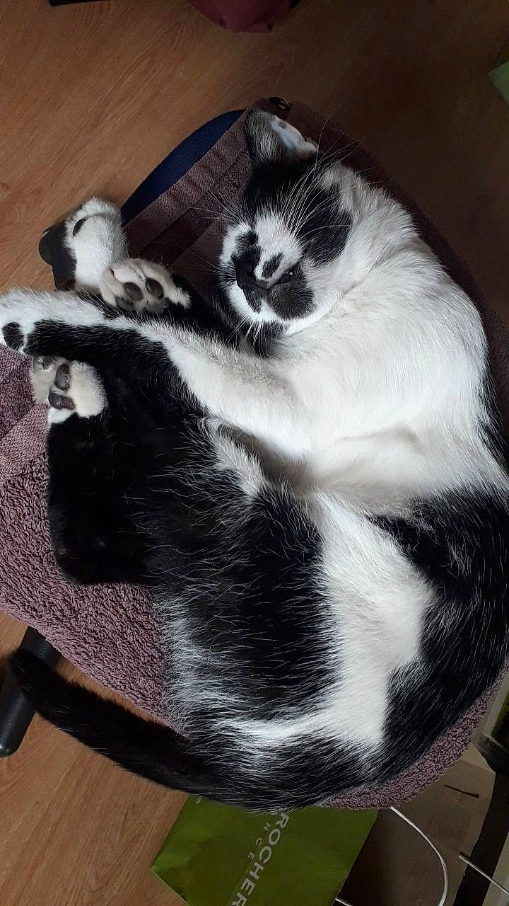 Gus Gus participe au concours pour gagner de l'argent avec cette photo : carnivore, cat, chair, claw, comfort, domestic_short_haired_cat, eye, felidae, fur, head, lap, leg, paw, sitting, small_to_medium_sized_cats, snout, tail, vertebrate, whiskers, wood