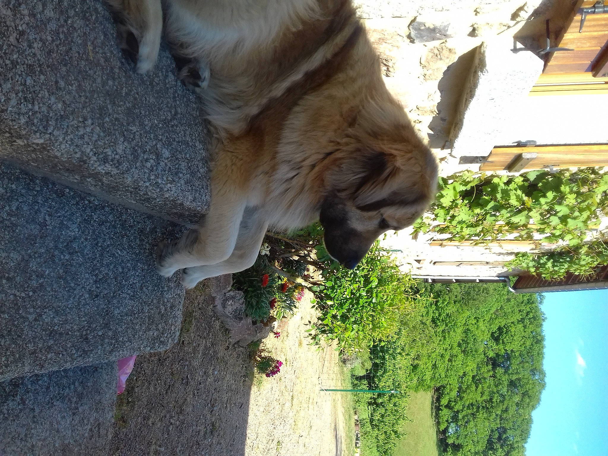 Gaia a rejoint le concours — aidez-le/la à gagner de superbes lots ! blue, cloud, fawn, felidae, fur, grass, green, marsupial, plant, shrub, sky, snout, tail, terrestrial_animal, tints_and_shades, tree, trunk, wood, working_animal, wrinkle