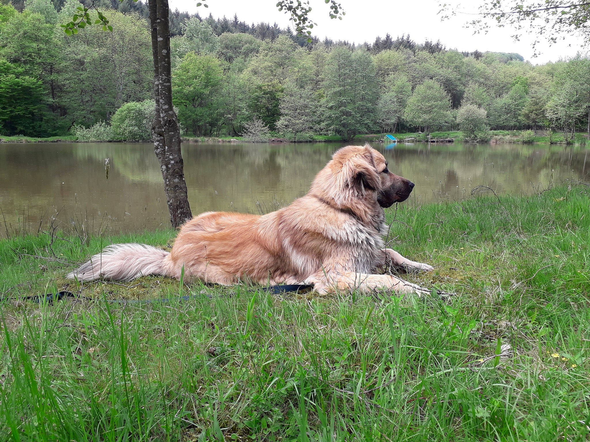 Gaia participe au concours pour gagner de l'argent avec cette photo : big_cats, carnivore, companion_dog, dog, dog_breed, fawn, felidae, grass, grassland, lake, landscape, meadow, natural_landscape, plant, sky, sporting_group, terrestrial_animal, tree, water, working_animal