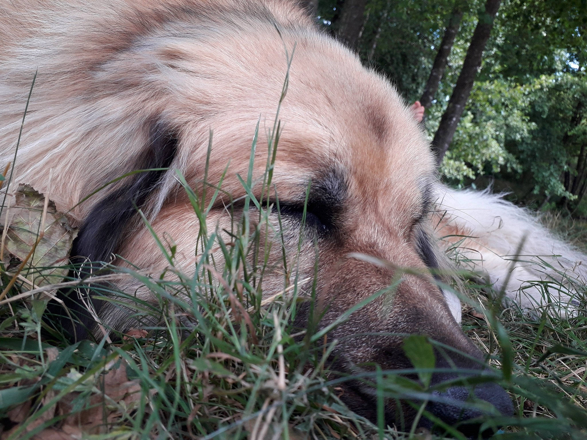 Gaia participe au concours pour gagner de l'argent avec cette photo : canidae, carnivore, companion_dog, dog, dog_breed, fawn, forest, fur, grass, jungle, liver, plant, safari, snout, sporting_group, terrestrial_animal, tree, whiskers, wildlife, working_animal