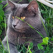 Aslan participe au concours pour gagner de l'argent avec cette photo : cat, gray_cat, yellow_eyes, grass, greenery, clover, flower, daisy, outdoor, nature, animal, pet, resting, closeup, feline, wildlife, summer, garden, plant, relaxing