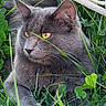 cat, gray_cat, yellow_eyes, grass, greenery, clover, flower, daisy, outdoor, nature, animal, pet, resting, closeup, feline, wildlife, summer, garden, plant, relaxing