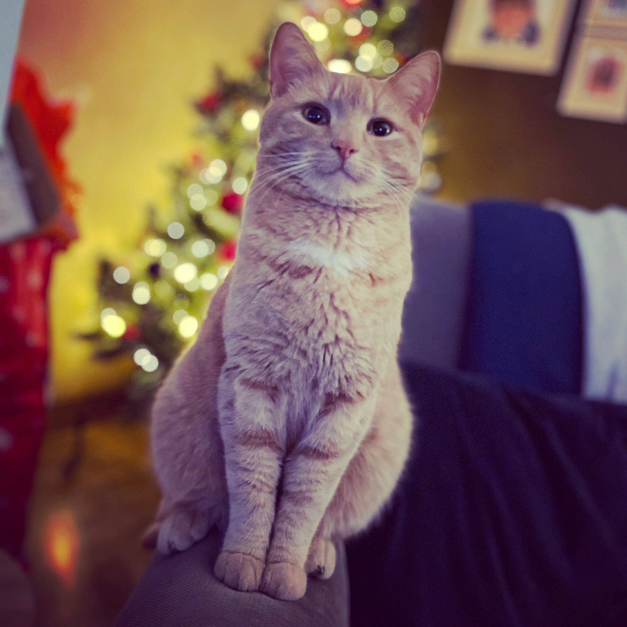 Fergus joined the competition — help win amazing prizes! art, carnivore, cat, comfort, domestic_short_haired_cat, electric_blue, event, eye, felidae, fur, holiday, paw, sitting, small_to_medium_sized_cats, snout, tail, whiskers