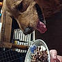 Shadow is registered to the contest to win money with this photo: animal, bowl, chocolate, cute, dessert, dog, face, food, golden_retriever, hand, indoor, mouth, person, pet, snack, spoon, table, tongue, tongue_out, wooden_furniture