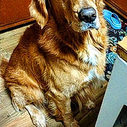 Shadow joined the competition — help win amazing prizes! animal, brown, cabinet, companion, cozy, dog, domestic_animal, ears, flooring, fur, golden_retriever, house, indoor, looking_up, mammal, pet, portrait, sitting, snout, wooden_floor