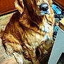 animal, brown, cabinet, companion, cozy, dog, domestic_animal, ears, flooring, fur, golden_retriever, house, indoor, looking_up, mammal, pet, portrait, sitting, snout, wooden_floor