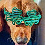 Shadow joined the competition — help win amazing prizes! animal, brown_fur, celebration, closeup, costume, cute, dog, face, friendly, funny, glasses, golden_retriever, holiday, indoor, mammal, pet, portrait, shamrock, tongue_out, wearing_accessory
