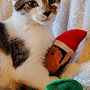 Benson Boone joined the competition — help win amazing prizes! animal, blanket, cat, cozy, cute, ears, elf_toy, fluffy_blanket, fur, green_scarf, indoor, pet, red_hat, resting, soft_texture, stuffed_toy, tabby_cat, toy, whiskers, white_cat