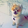 Bruno joined the competition — help win amazing prizes! animal, blanket, collar, cozy, cute, dog, domestic_animal, floor, fluffy, fur, furniture, household, indoor, looking_up, marble_floor, pet, pomeranian, sitting, small_dog, tag