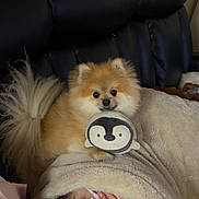 Bruno is registered to the contest to win money with this photo: animal, blanket, comfort, couch, cozy, cute, dog, fur, home, indoor, leather_couch, penguin, pet, plush_toy, pomeranian, relaxation, resting, sleeping_person, small_dog, tattoo