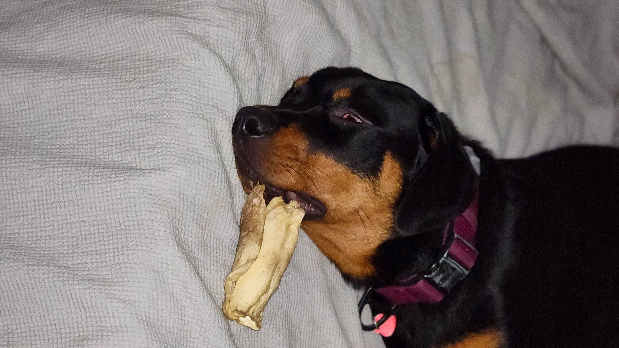 Harley Quinn is registered to the contest to win money with this photo: biting, bored, canidae, carnivore, collar, comfort, companion_dog, dog, dog_breed, ear, fur, guard_dog, hound, paw, snout, sporting_group, terrestrial_animal, whiskers, working_animal, working_dog