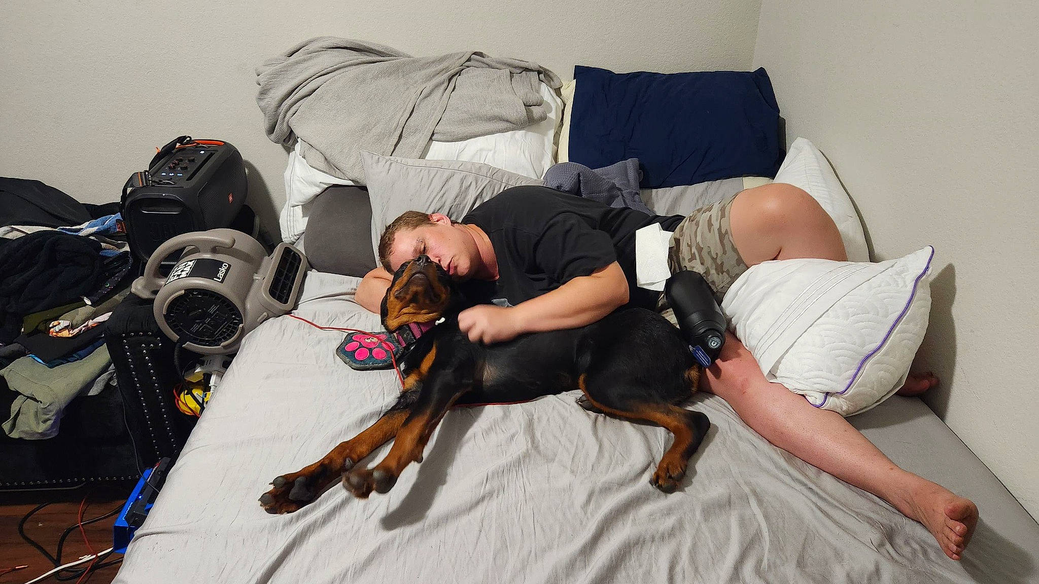 Harley Quinn joined the competition — help win amazing prizes! bag, bed, canidae, carnivore, comfort, companion_dog, couch, dog, dog_breed, fawn, flooring, guard_dog, human_leg, knee, linens, luggage_and_bags, single_lens_reflex_camera, sitting, sporting_group, thigh