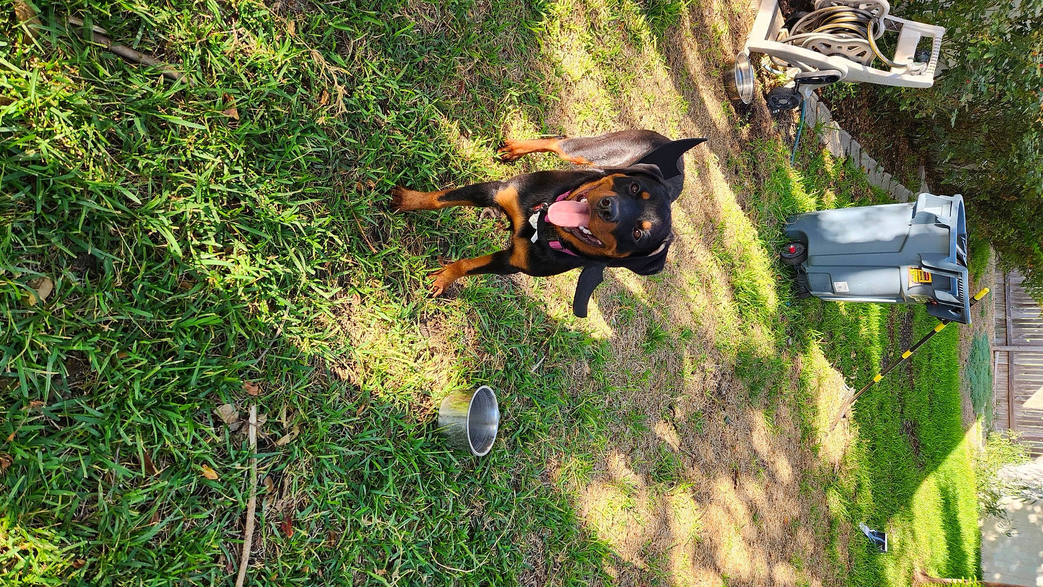 Harley Quinn is registered to the contest to win money with this photo: adventure, dog, dog_breed, grass, grass_family, grassland, groundcover, guard_dog, landscape, lawn, leisure, personal_protective_equipment, plant, recreation, shadow, soil, tree, vehicle, working_animal, working_dog