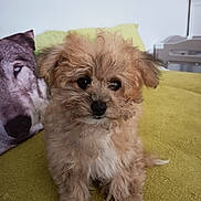 Tibou a rejoint le concours — aidez-le/la à gagner de superbes lots ! puppy, dog, fluffy, brown, white_paws, blanket, indoor, pillow, wolf_image, cute, small, pet, fur, sitting, animal, cozy, home, curious, face, soft