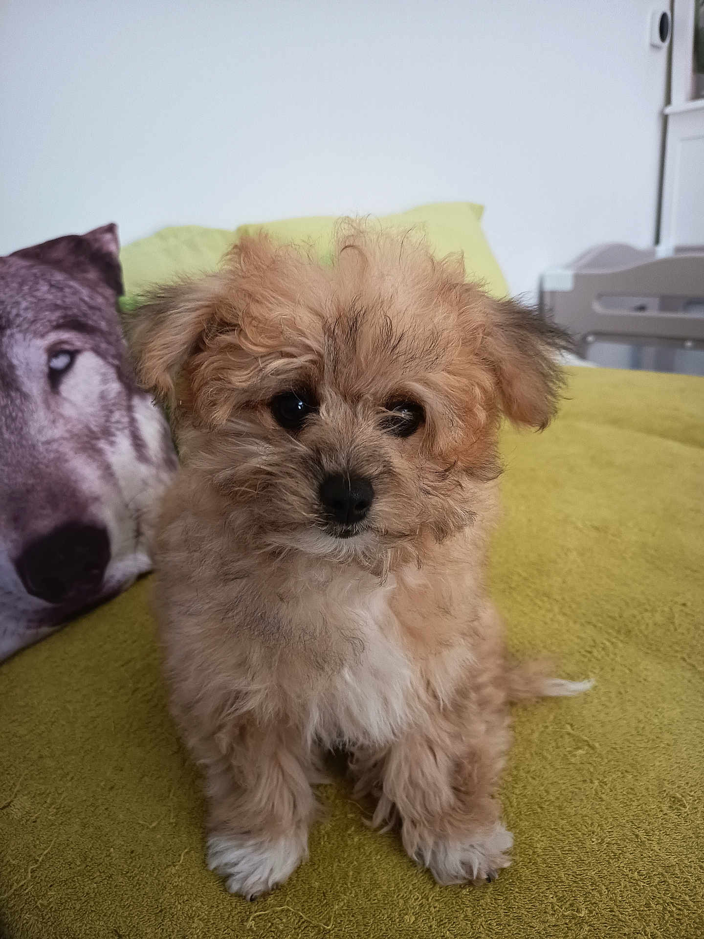 Tibou a rejoint le concours — aidez-le/la à gagner de superbes lots ! puppy, dog, fluffy, brown, white_paws, blanket, indoor, pillow, wolf_image, cute, small, pet, fur, sitting, animal, cozy, home, curious, face, soft