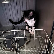 Little Bit is registered to the contest to win money with this photo: cat, black_and_white, dishwasher, empty, metal, curious, pet, animal, indoor, appliance, exploring, feline, home, cleaning, rack, white_paws, collar, tail, standing, floor